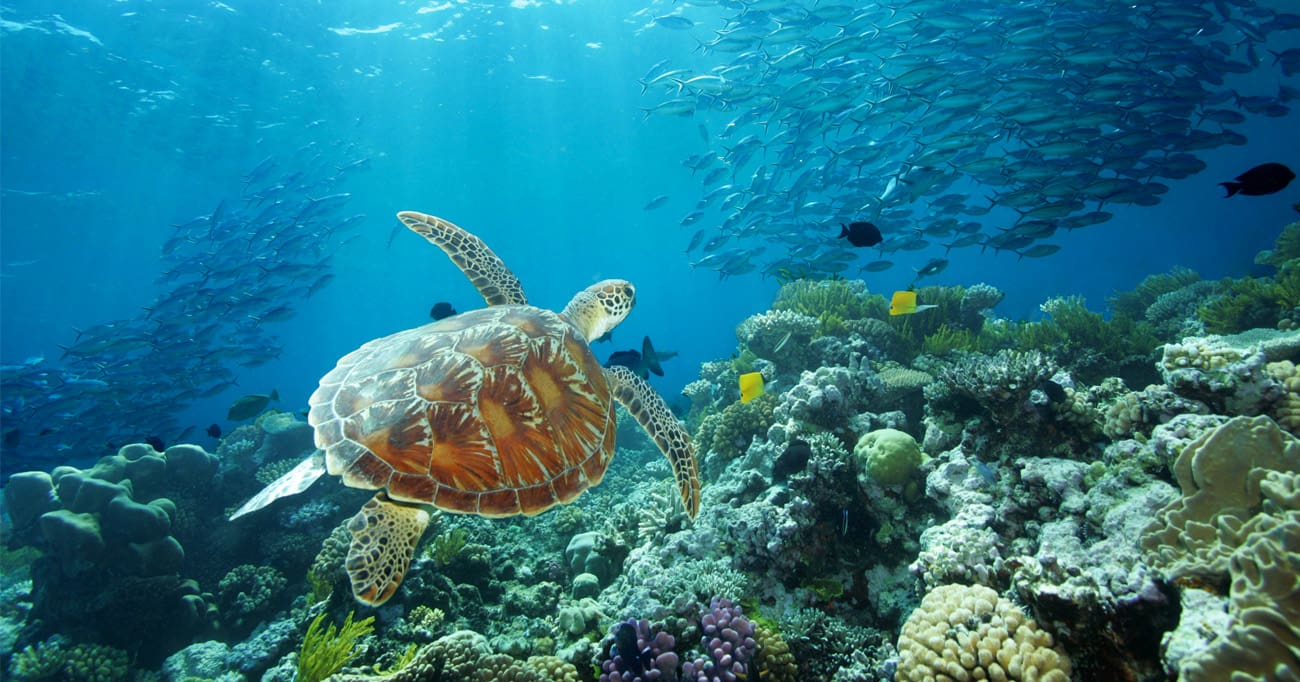 10 Best Dive Spots in the World 2 Great Barrier Reef