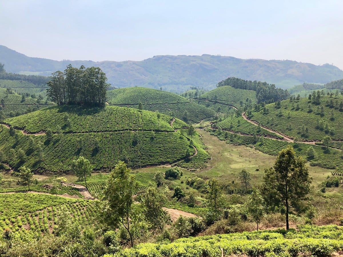 Pothamedu View Point: A Serene Escape in Munnar 1 Pothamedu View Point