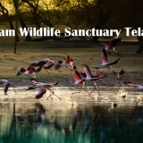 Pocharam Wildlife Sanctuary