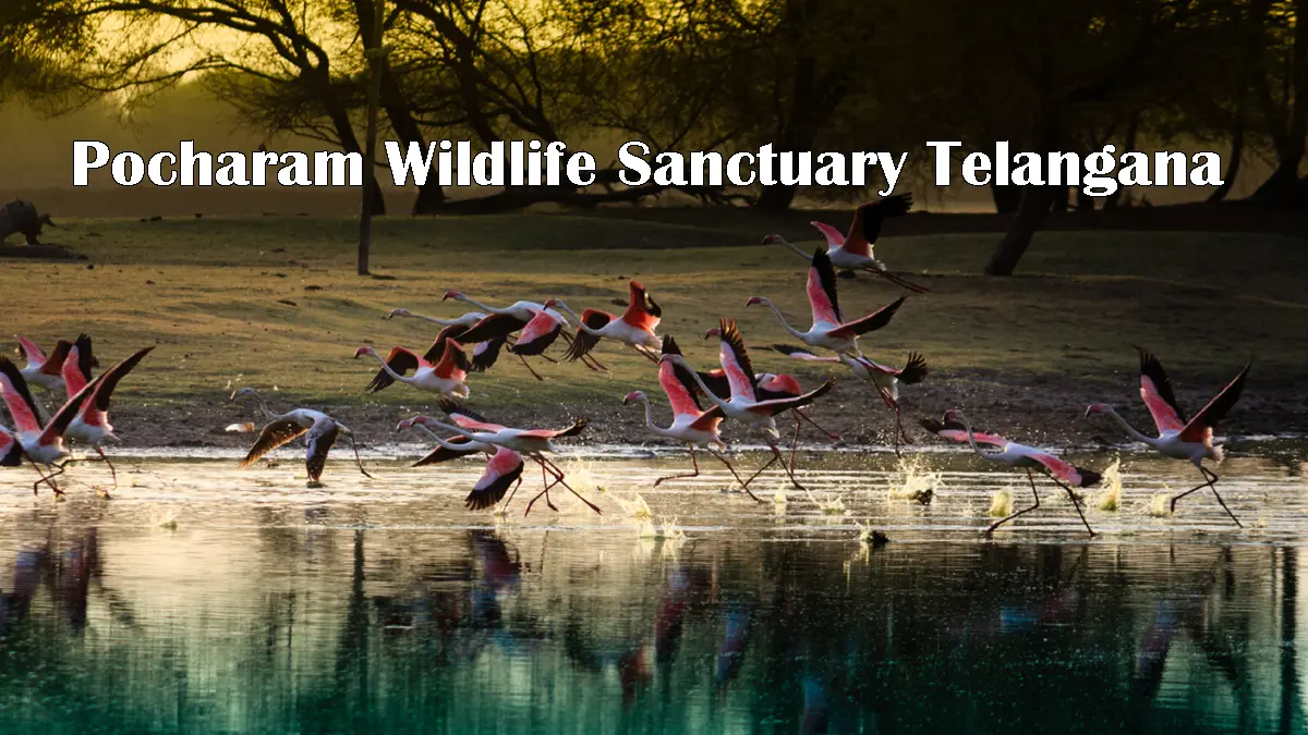 Pocharam Wildlife Sanctuary
