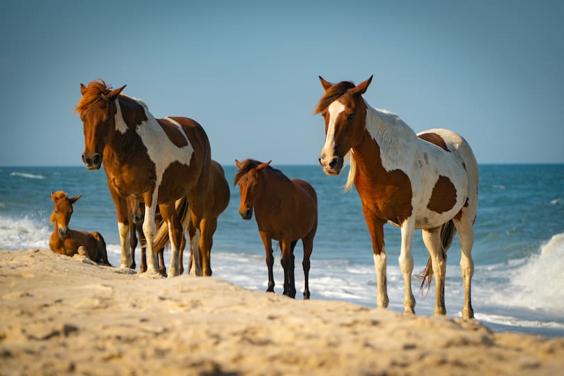 Assateague_Island