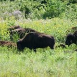 Bison_Viewing-2