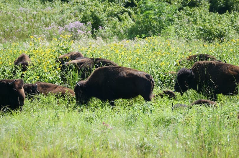 Bison_Viewing-2