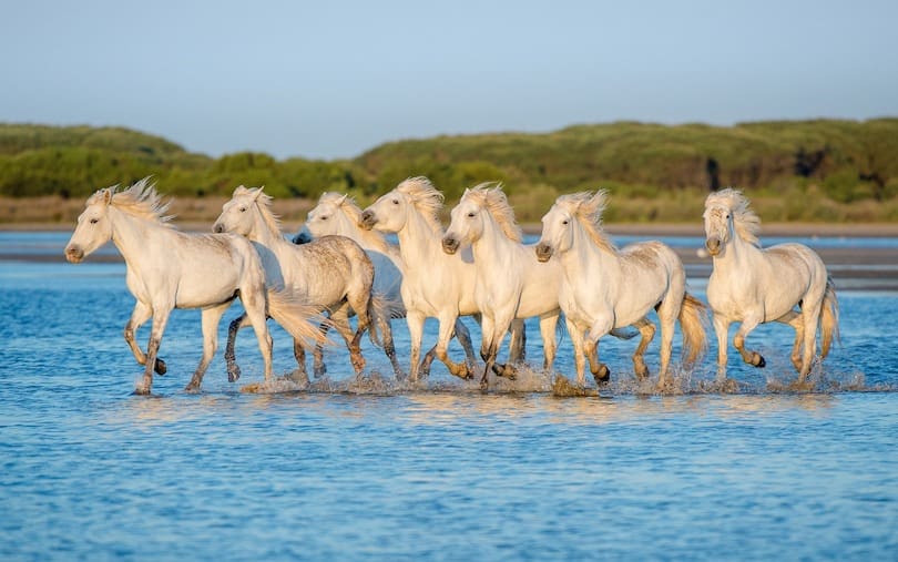 Camargue