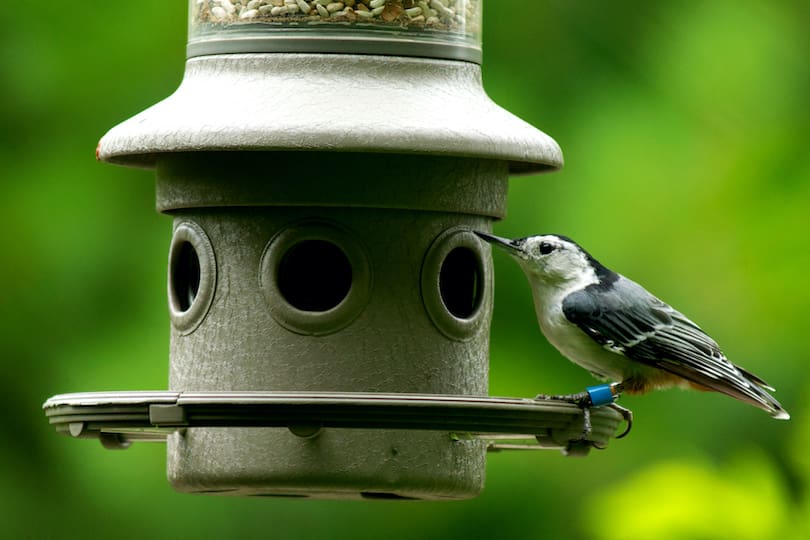 Cornell_Lab_Of_Ornithology-4