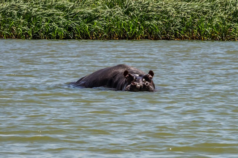 Lake_Tana