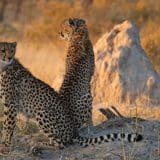 Moremi_Game_Reserve-6