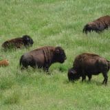 Wildlife_Prairie_Park-1