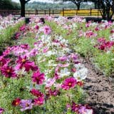 Wildseed_Farms