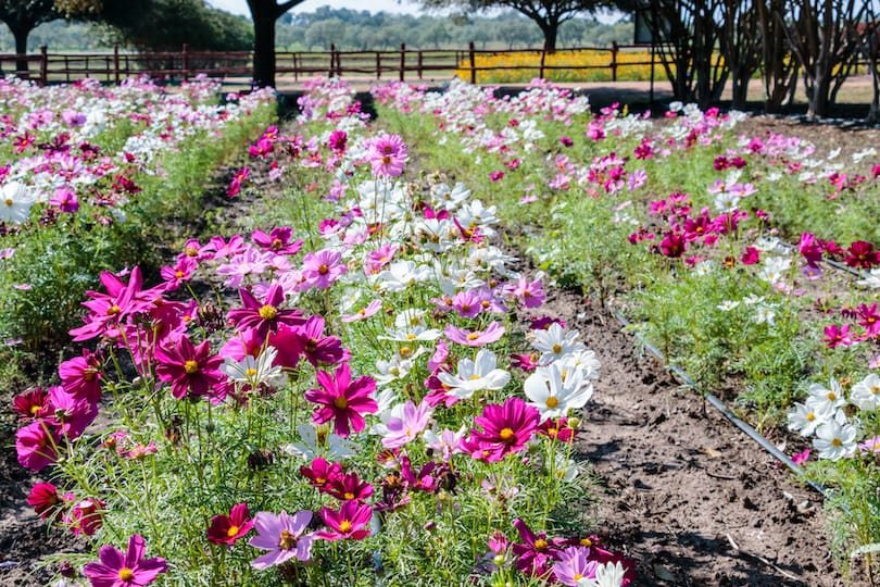 Wildseed_Farms