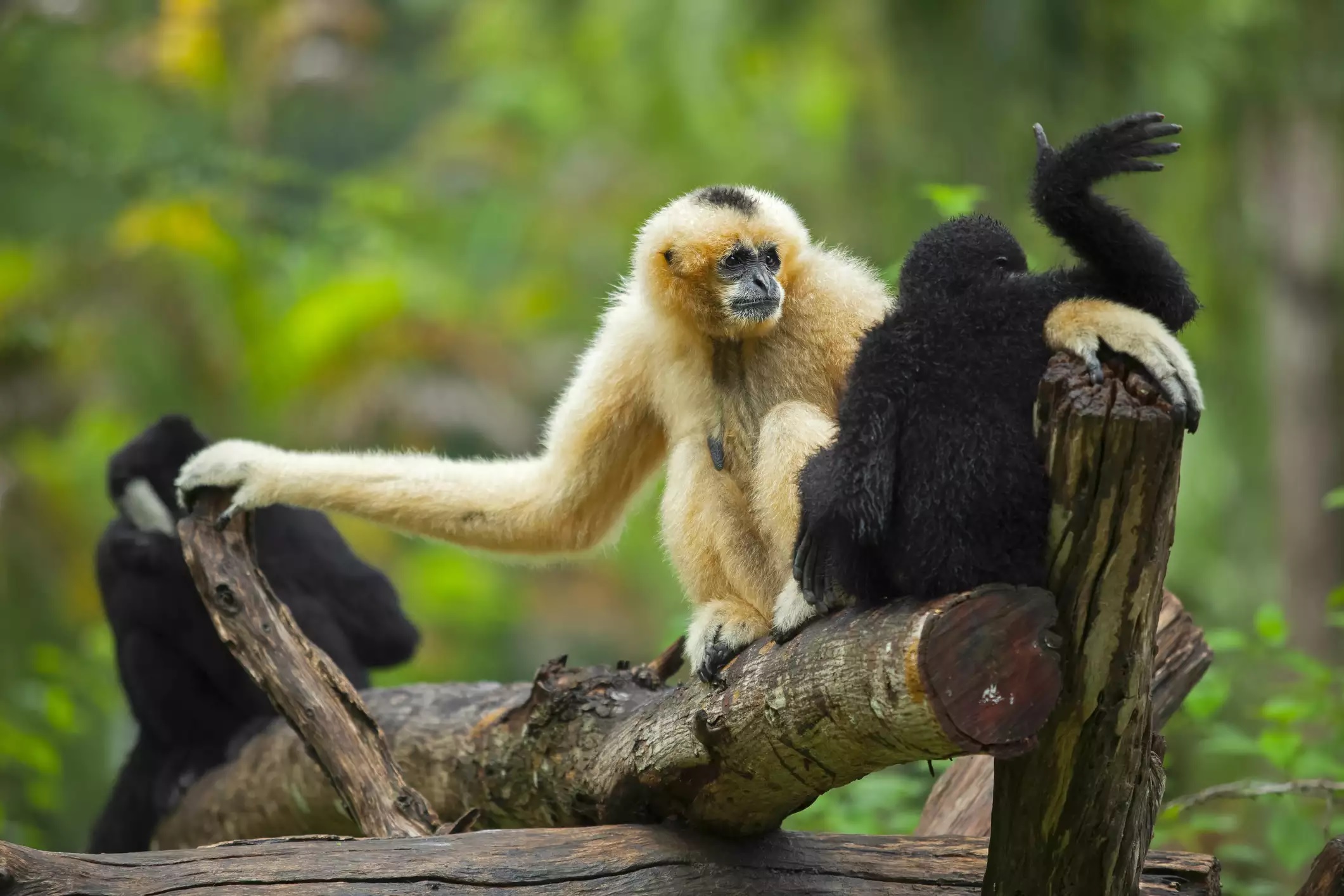 Complete Guide To Hoollongapar Gibbon Sanctuary, Assam