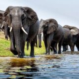 Complete Guide To Interview Island Wildlife Sanctuary, Andaman &Amp; Nicobar Islands