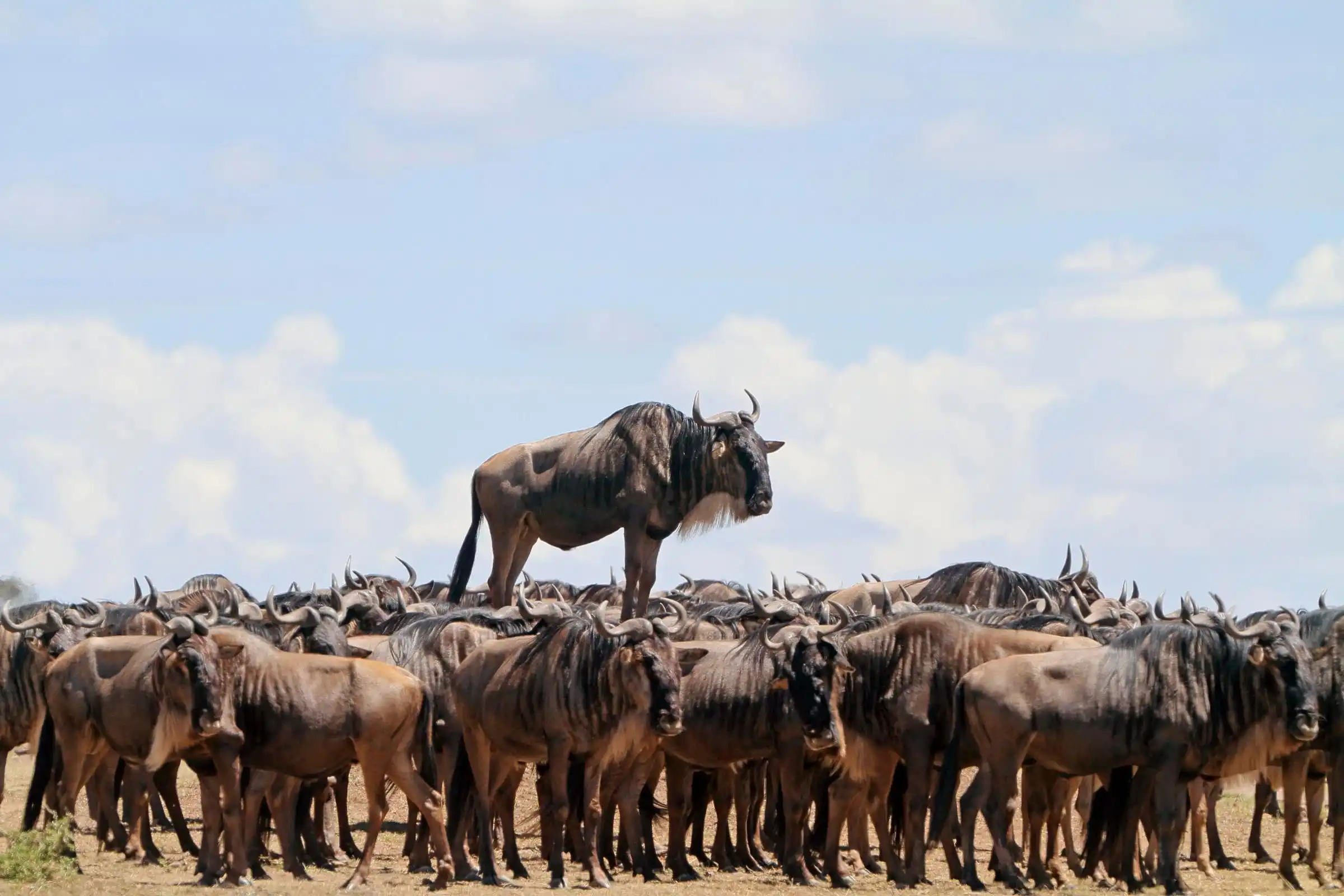 Exploring The Kenyan Wilderness