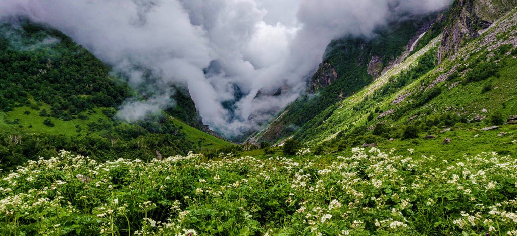Revel In The Magnificence Of The Blooms In The Valley Of Flowers!