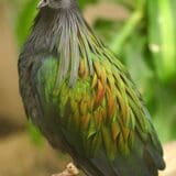 Complete Guide To Landfall Island Wildlife Sanctuary, Andaman &Amp;Amp; Nicobar Islands