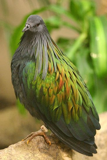 Complete Guide to Landfall Island Wildlife Sanctuary, Andaman & Nicobar Islands 3 A Natural Wonderland