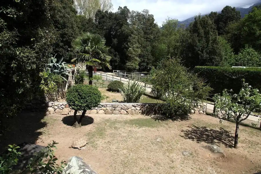 A Cupulatta