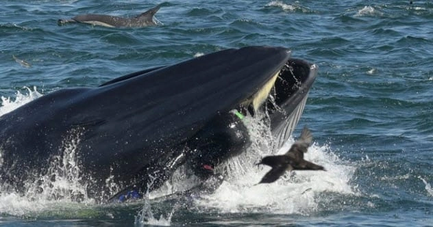 A Revival Of A Biblical Story Of Jonah