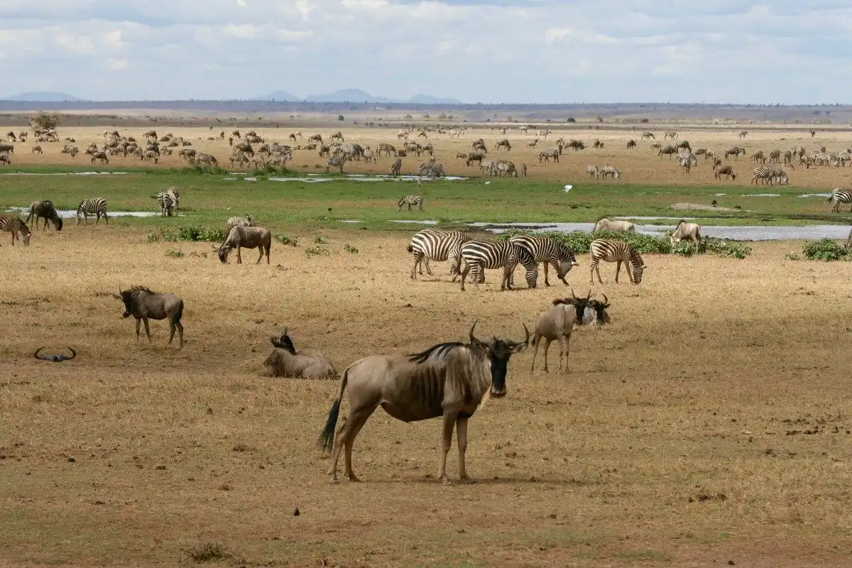 Wildlife Photo Kenya: Investigating The Untamed Excellence