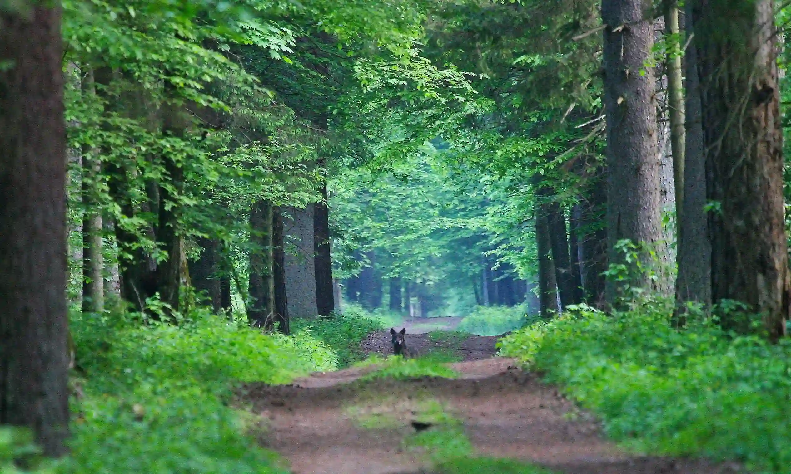 Poland: Białowieża Forest