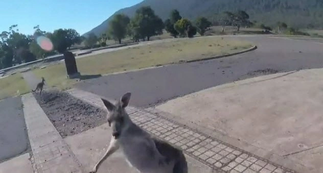 Boxing Kangaroo