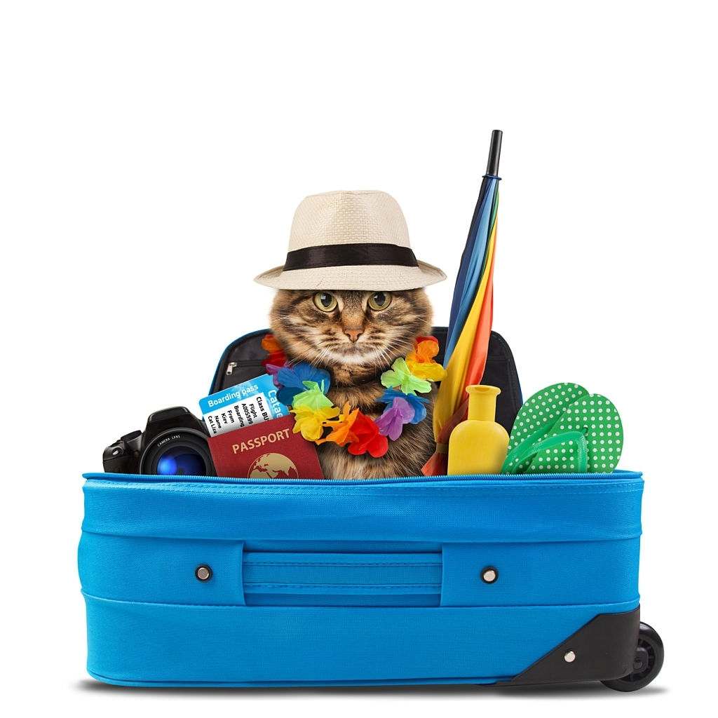 Complete Guide On How To Travel With A Cat
