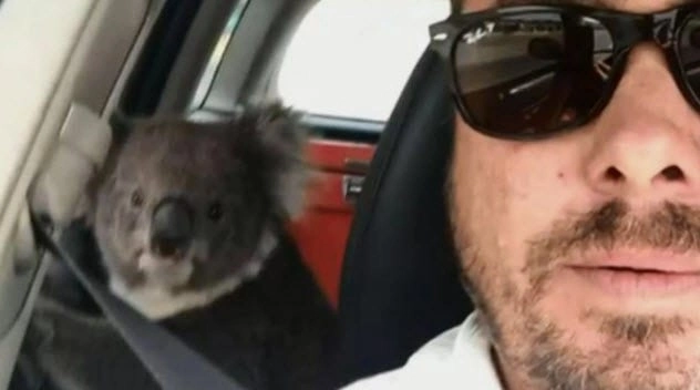 A Car Hijacked By Koala Bear