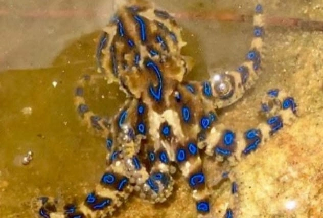 Pretty Venomous Sea Life