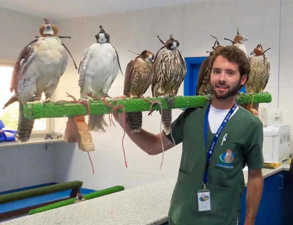 Abu Dhabi Falcon Hospital