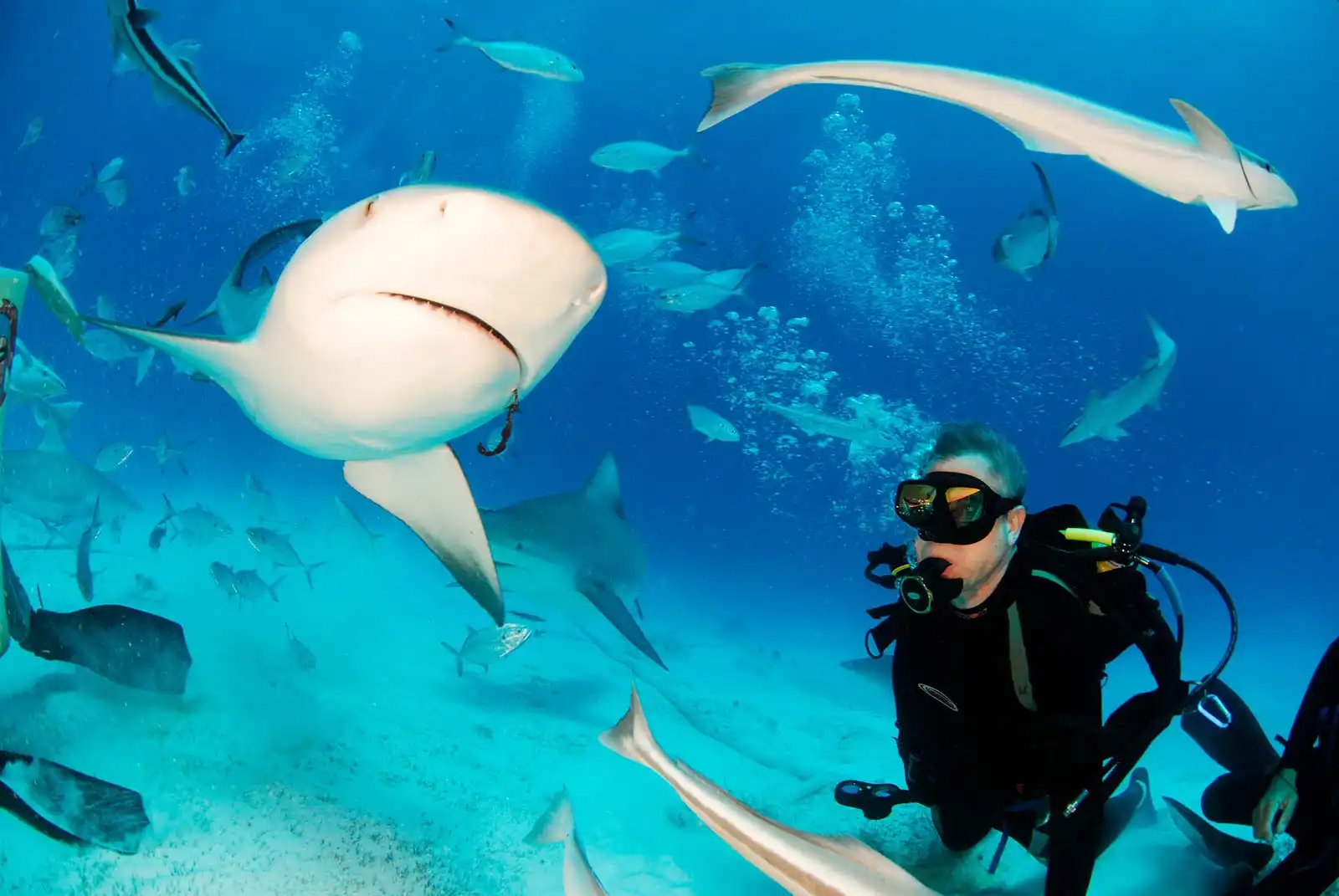 Scuba Diving With Bull Sharks As A Thriller 