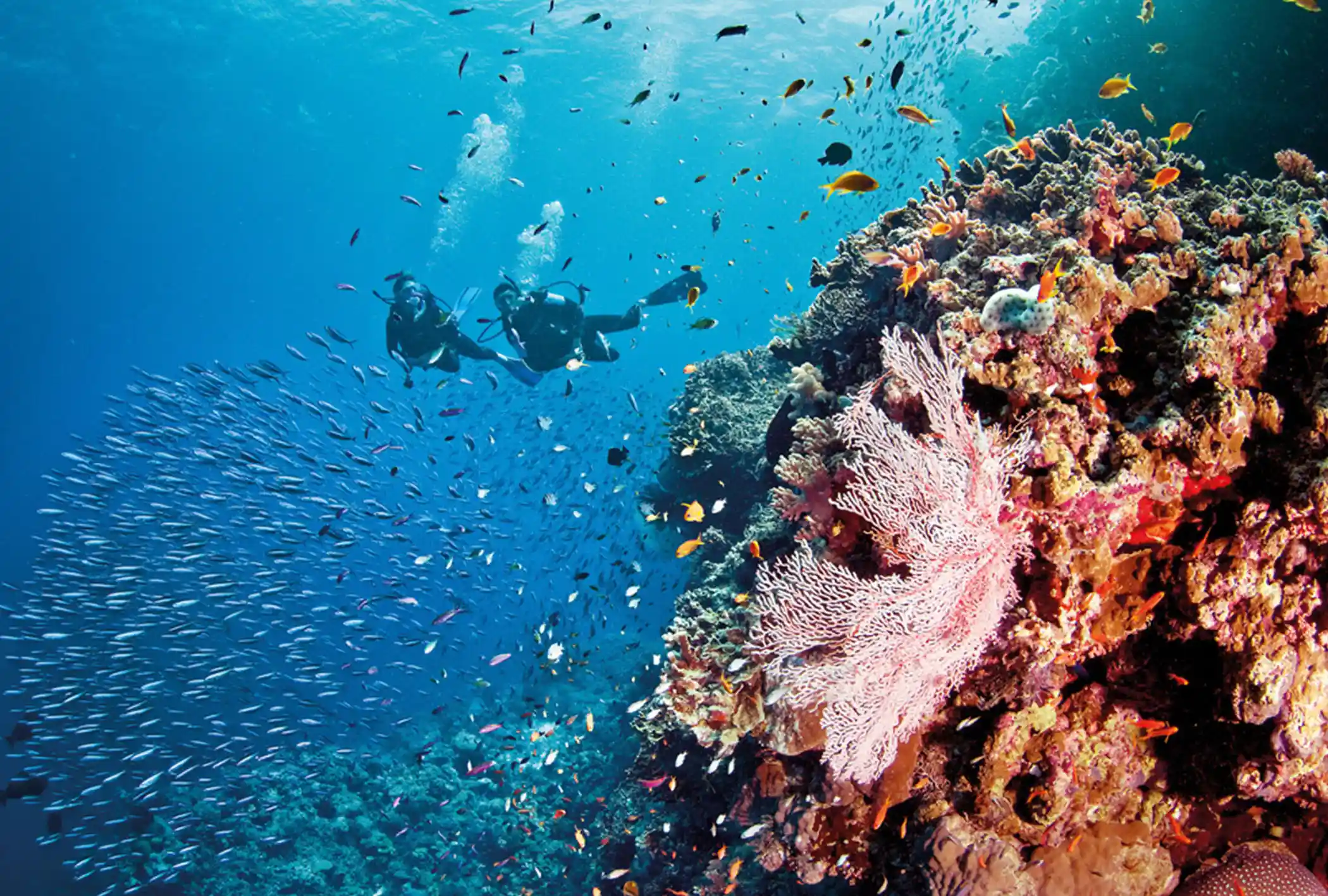 Great Barrier Reef Dive, Australia