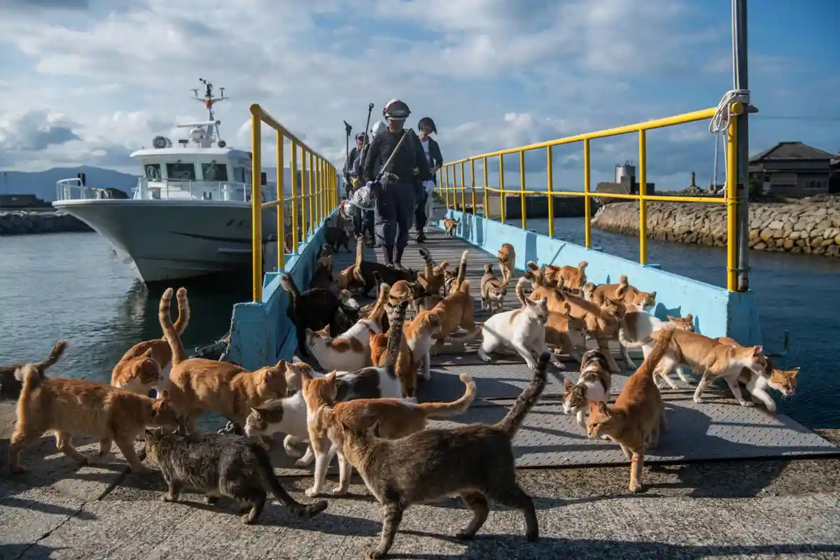 Cat Island, Japan