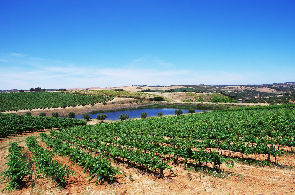 Your 2023 Guide To Alentejo Wine Region | Winetourism.com