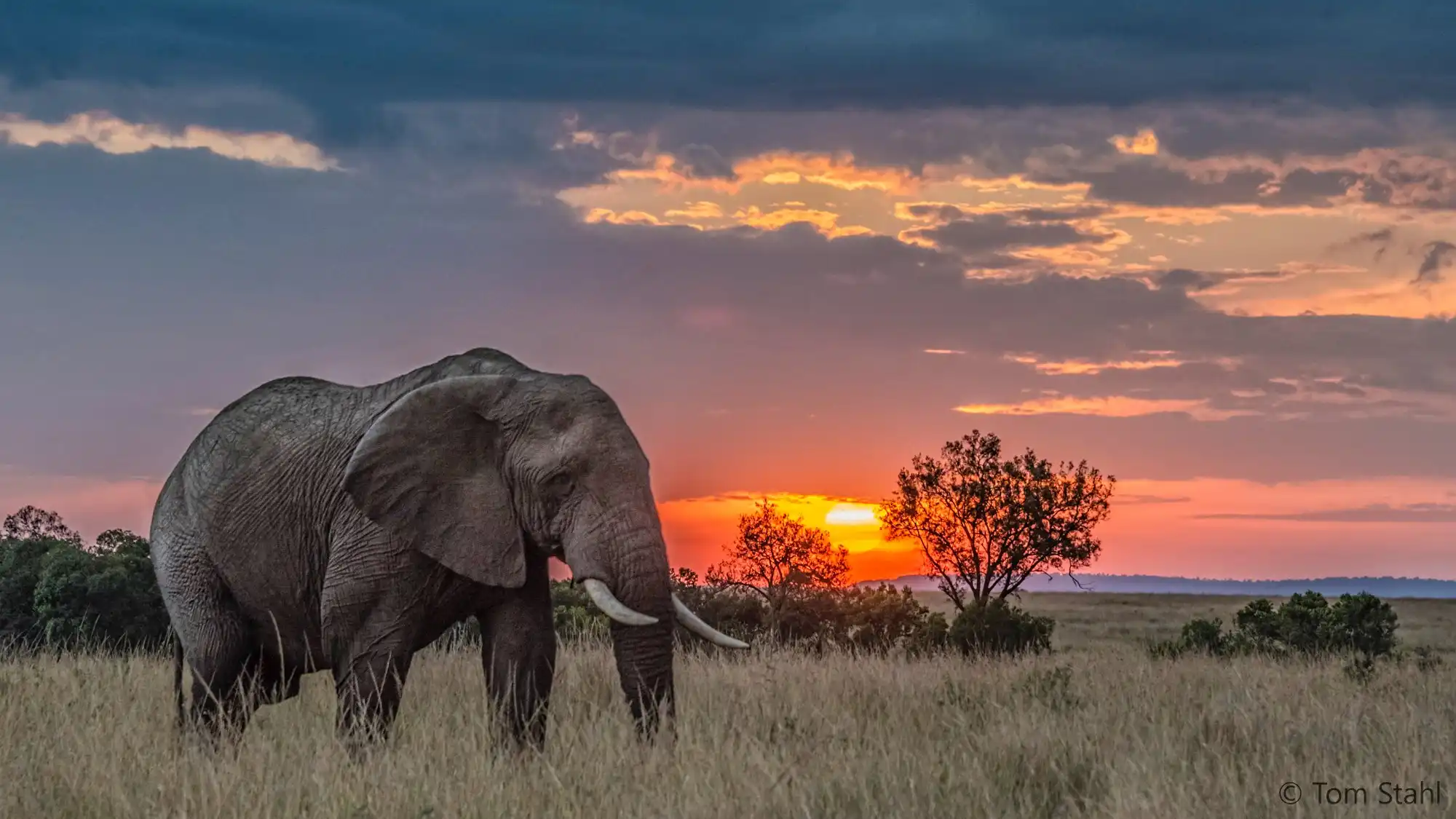 Protecting Kenya's Wildlife Life For Future Eras