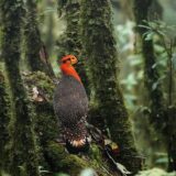 12 Best Tourist Destinations In Bomdila