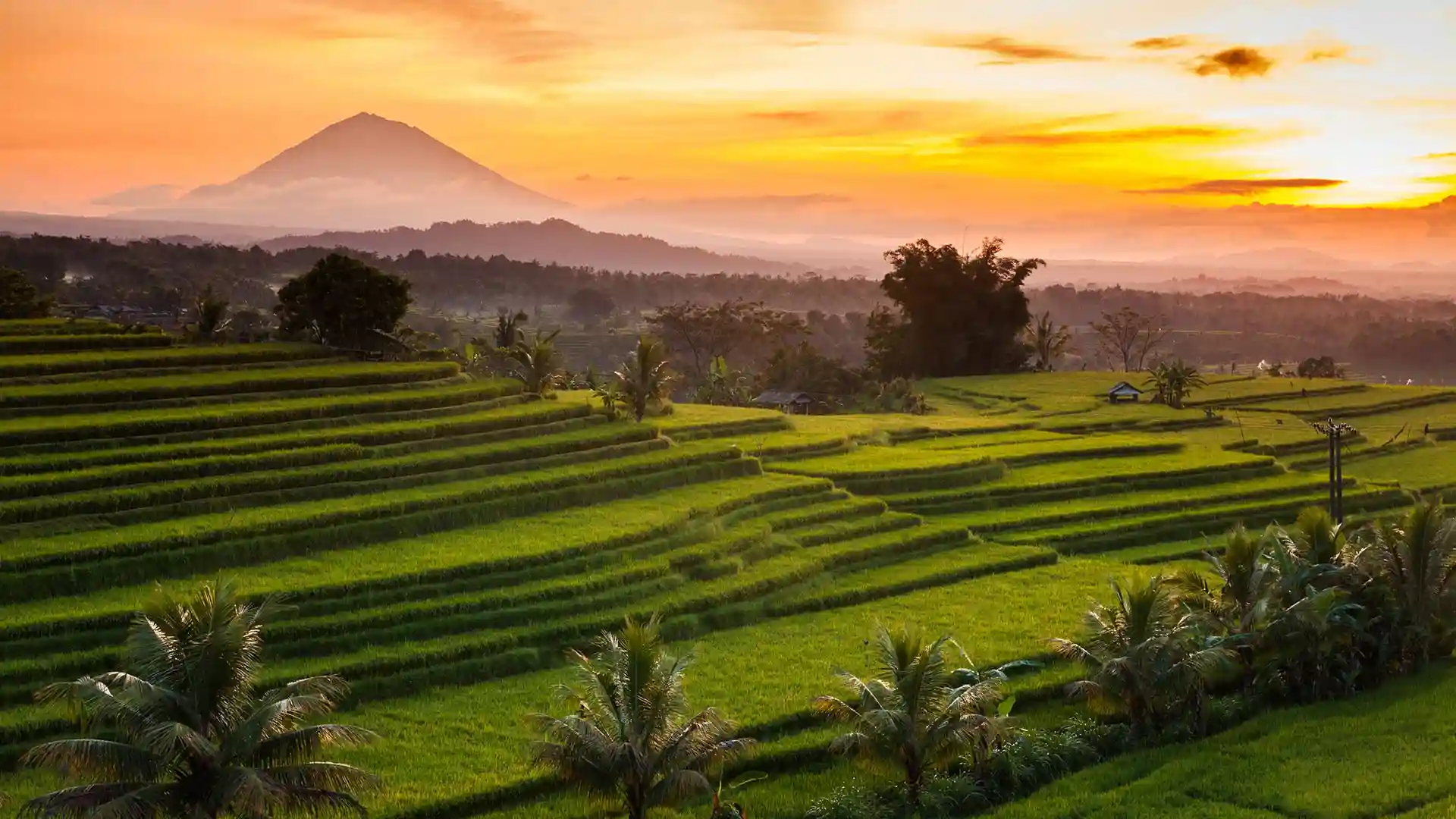 Bali Rice Terrace 