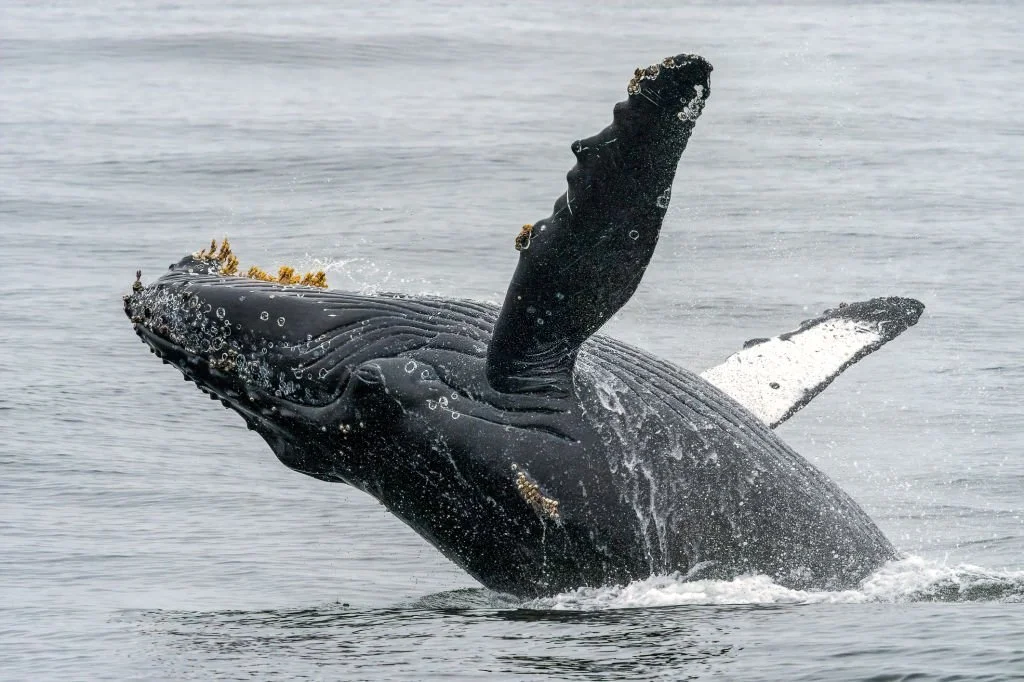 If You're Looking For An Educational And Exciting Experience, Look No Further Than Whale Watching.