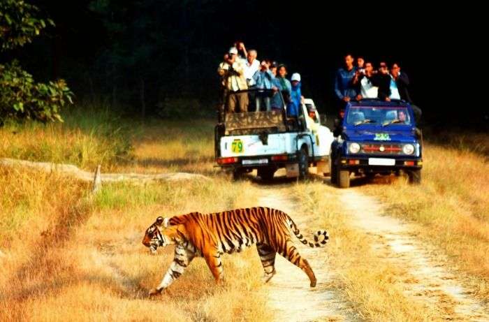 18 Places You Need To Visit For The Best Wildlife Experience In India