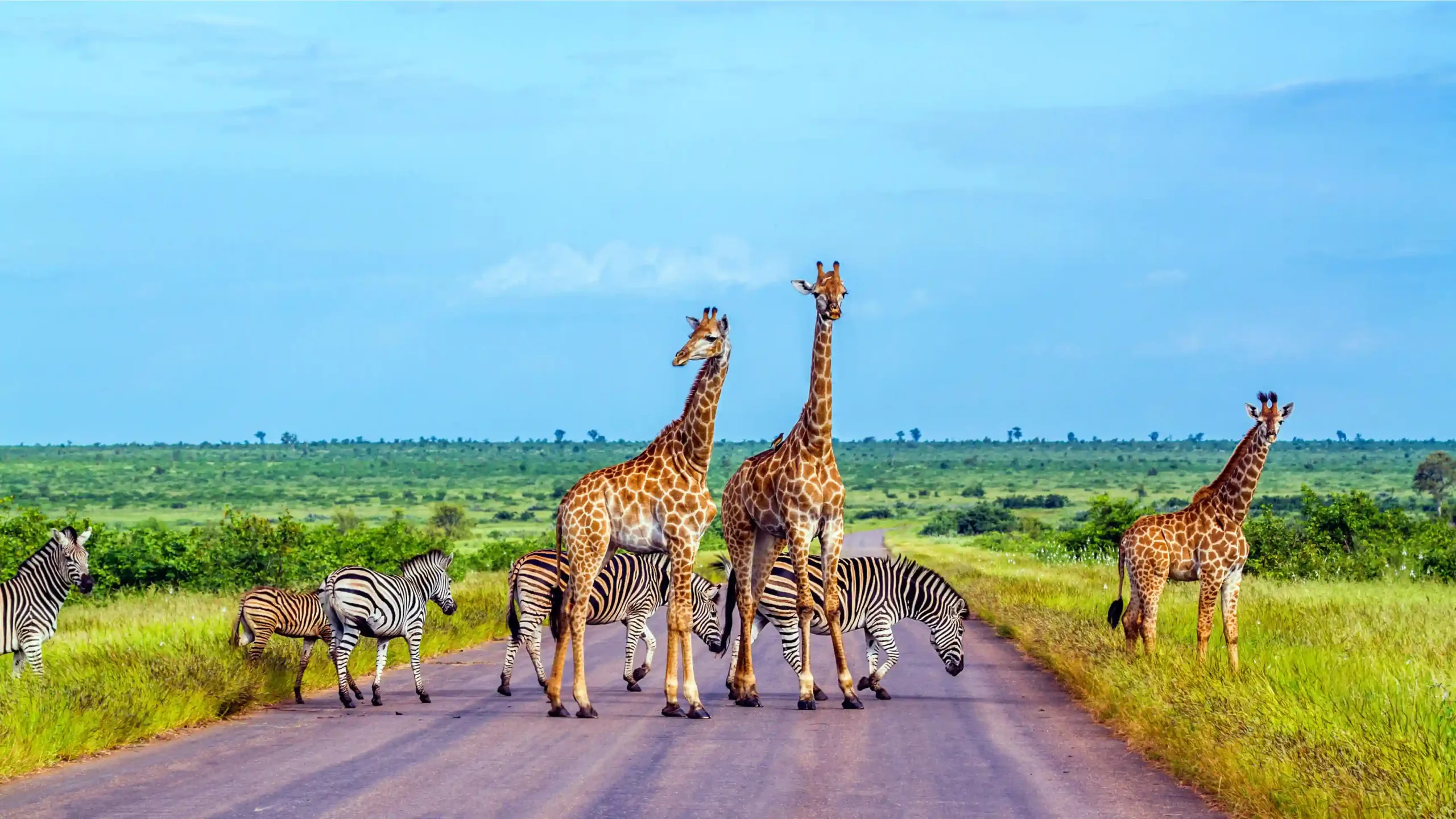 Kruger National Park, South Africa By Trevor Morrow Travel Dude Approved Travel