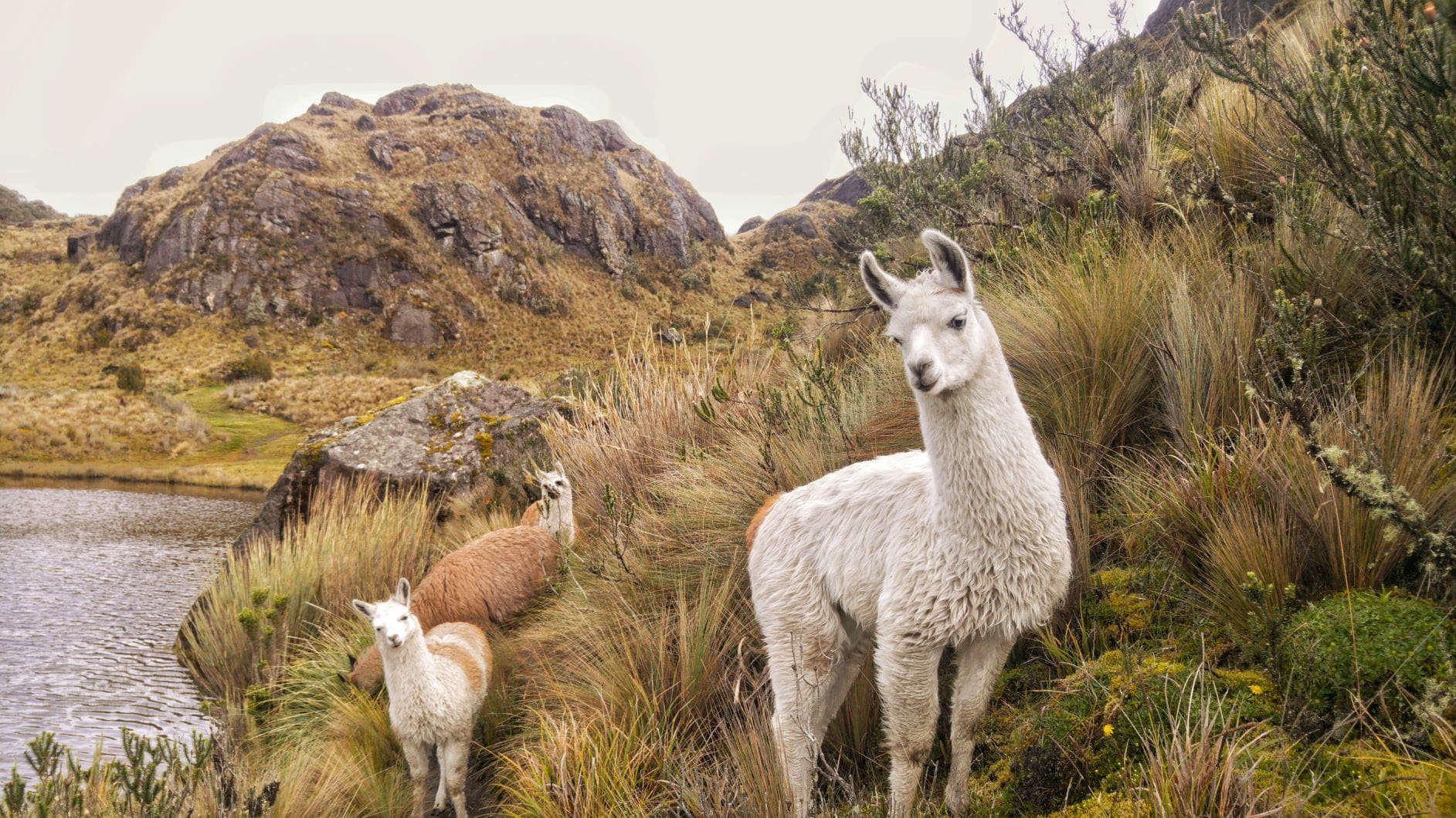 A Guide To Cajas National Park In Ecuador - Could Have Stayed Home