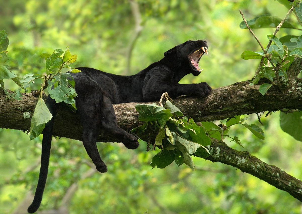 Exploring The Beauty Of Nagarahole National Park, Coorg