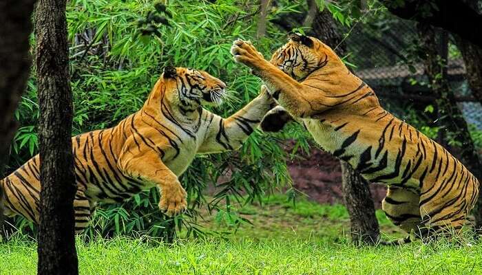 7 Wildlife Sanctuaries In Arunachal Pradesh To Witness The Wild In 2023