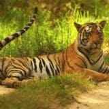 Wildlife Conservation Efforts In India