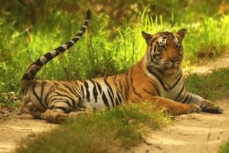 Wildlife Conservation Efforts In India