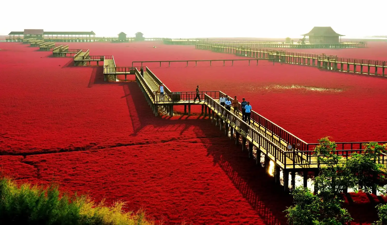 Red Beach, Panjin, China