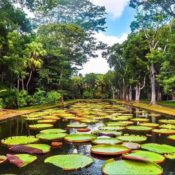 Sir Seewoosagur Ramgoolam Botanical Garden