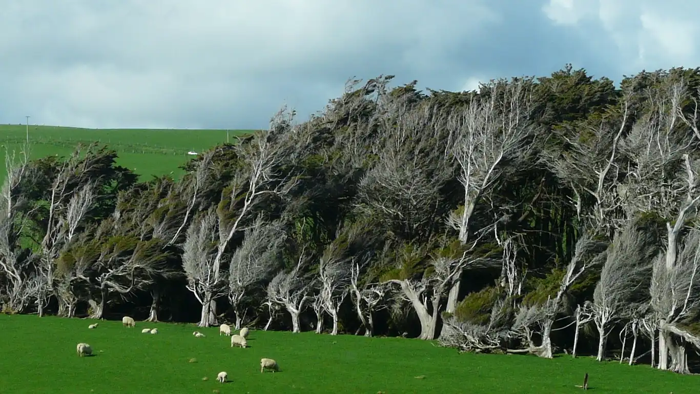 Slope Point – Windy Spot