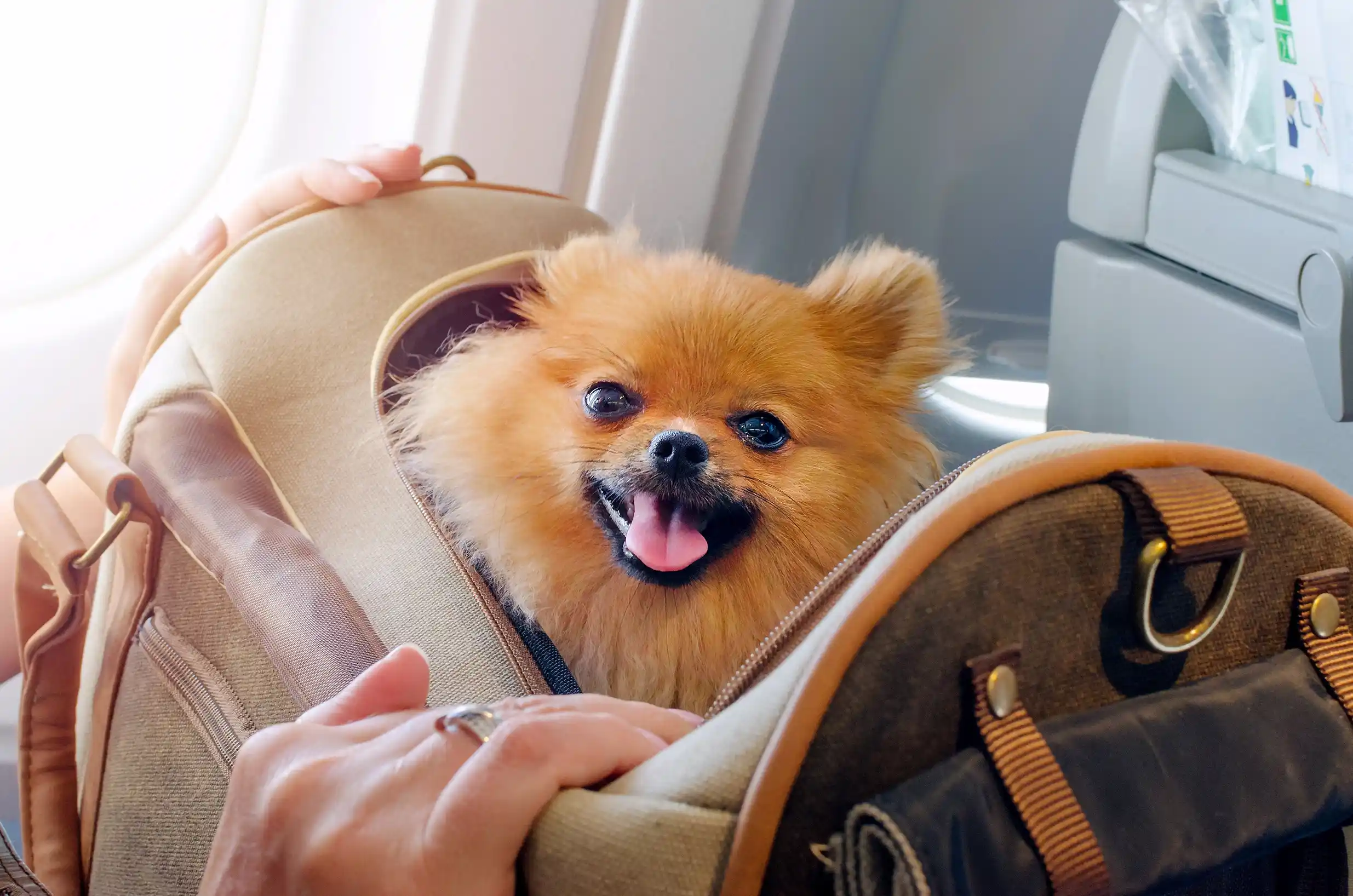 Traveling With Dog On Plane? Here’s What You Need To Know