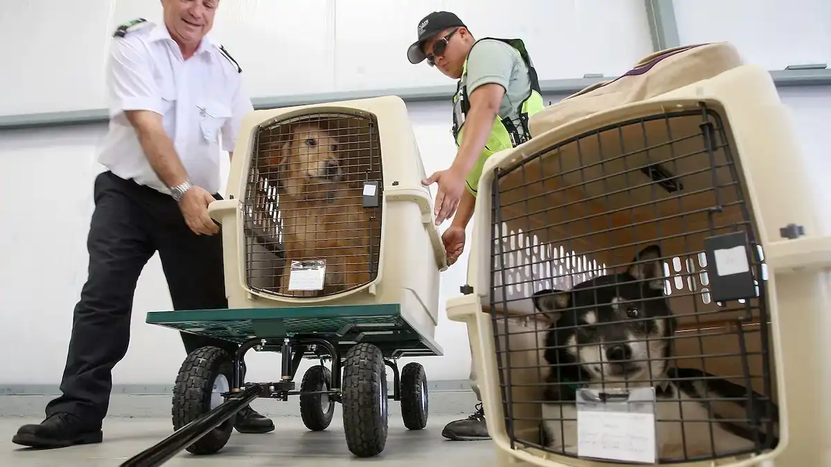 Pet Transportation Transporting Pets