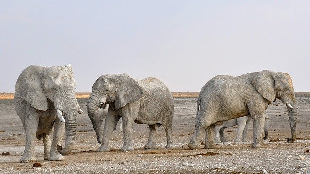 Go On Safari In Africa While Enjoying Overseas Adventure Travel